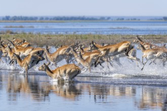 Red Lechwe group, Kobus leche, running for crossing the Chobe river. Wild antelopes in natural