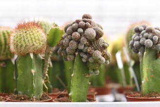 Small grafted cacti. Two different species of cacti combined together to form a single plant