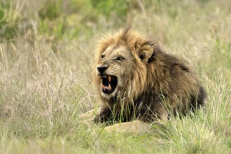 Lion (Panthera leo), male, portrait, yawning, Kruger, Kruger National Park, South Africa