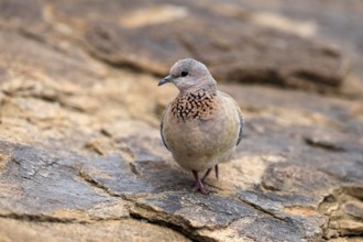 Palm Pigeon (Spilopelia senegalensis), adult, on the ground, foraging, Mountain Zebra National