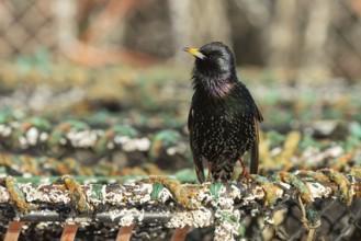 European starling (Sturnus vulgaris) adult bird singing from a harbour lobster pot, England, United