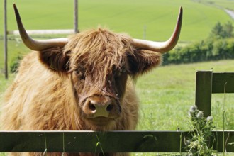 A cow with large horns stands behind a fence in a green meadow, Aberdeenshire, Scotland, Great