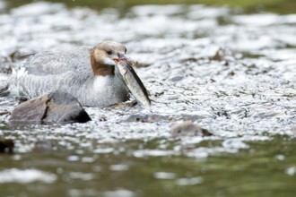 Common merganser (mergus merganser), Female catching a fish, La Mauricie national park. Province of