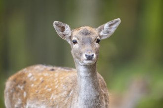 European fallow deer (dama dama) doe standing in a forest in autumn, Bavaria, Germany