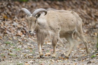 Barbary sheep (Ammotragus lervia) ram walking on the ground, Bavaria, Germany