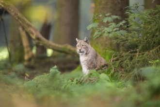 Eurasian lynx (Lynx lynx) sitting in a forest in autumn, Bavaria, Germany