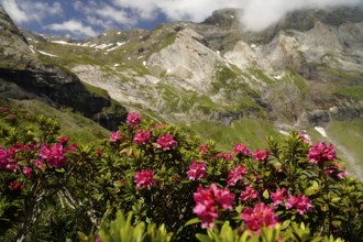 Azalea in bloom at the Cirque de Troumouse basin in the Pyrenees National Park near Gavarnie-Gèdre,
