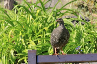 Cape Francolin (Pternistis capensis), adult, on park bench, Kirstenbosch Botanical Gardens, Cape