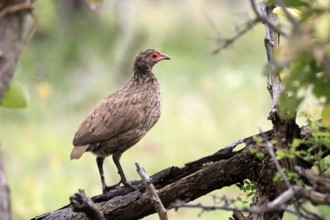 Swainson's francolin (Pternistis swainsonii), adult, alert, perch, Kruger, Kruger National Park,