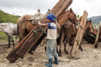 Draft horses and kid, Kid unloading a draft horse loaded with planks, Imbabura province, Ecuador,