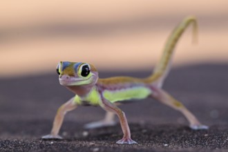 Palmato gecko (Pachydactylus rangei), Namib Desert, Namibia