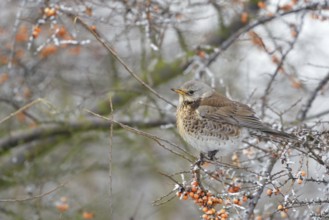 In the berry bush... Juniper thrush (Turdus pilaris) sits in winter with fluffed up plumage and a