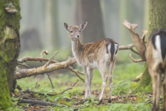 European fallow deer (dama dama) doe standing in a forest in autumn, Bavaria, Germany