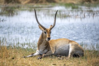 Letschwe or lychee moor antelope (Kobus leche), sitting in dry grass by a river, Okavango Delta,
