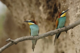 Profiteers of climate change... Bee-eater (Merops apiaster), pair, couple in a sand pit shortly