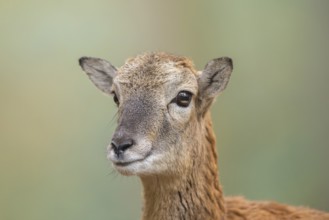 European mouflon (Ovis aries musimon) sheep (female) in autumn, portrait, Bavaria, Germany