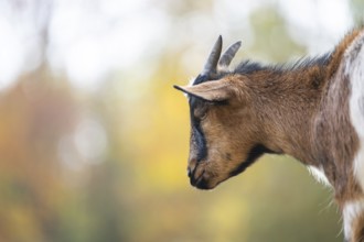 Domestic goat (Capra hircus) in autumn, portrait, Bavaria, Germany