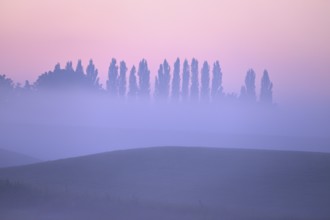 Landscape with deciduous trees at dawn and ground fog, Lower Rhine, North Rhine-Westphalia, Germany