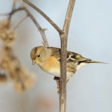 Winter visitor... Mountain finch (Fringilla montifringilla) in colourful plumage, summer plumage,