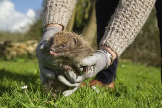 European hedgehog (Erinaceus europaeus) adult animal being released by a human in a spring time