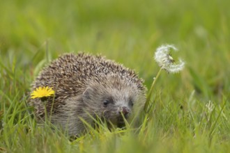 European hedgehog (Erinaceus europaeus) adult animal in a spring meadow, Suffolk, England, United