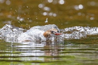 Common merganser (mergus merganser), Female trying to catch a fish, La Mauricie national park.