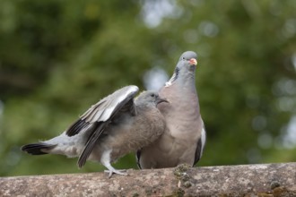 Wood pigeon (Columba palumbus) two birds with a juvenile squab bird begging for food on an urban