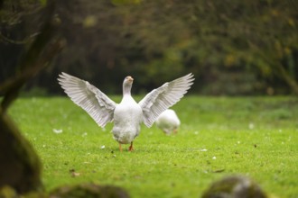 Domestic goose (Anser Anser domesticus) landing on a meadow, Bavaria, Germany