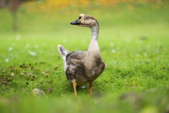Domestic goose / swan goose (Anser cygnoides) standing on a meadow, Bavaria, Germany