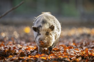 Vietnamese Pot-bellied pig in autumn, Bavaria, Germany