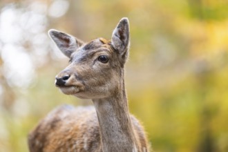 European fallow deer (dama dama) doe standing in a forest on a foggy day in autumn, portrait,
