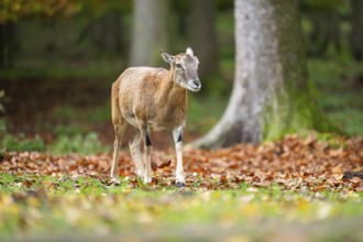 European mouflon (Ovis aries musimon) sheep (female) walking in a forest in autumn, Bavaria,
