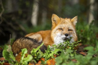 Red fox (Vulpes vulpes) lying in a forest in autumn, Bavaria, Germany