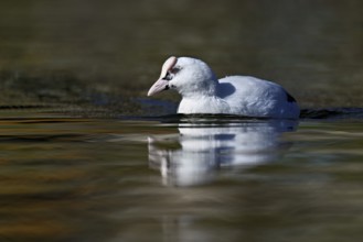 Eurasian Coot (Fulica atra), leucistic, partly albino, swimming, Lake Zug, Switzerland