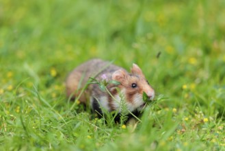 A European hamster (Cricetus cricetus) collects herbs, grass and daisies in a fresh green meadow