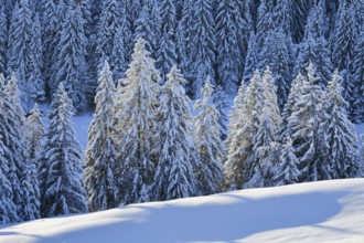 Freshly snow-covered spruce forest
