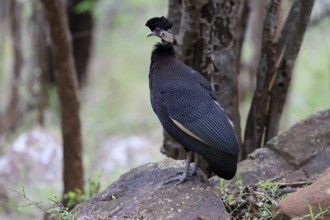 Ruffed Guinea Fowl (Guttera pucherani), adult, on the ground, alert, foraging, Kruger, Kruger