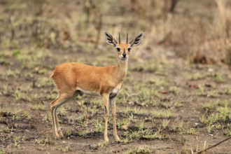 Steenbok (Raphicerus campestris), adult, male, foraging, vigilant, dwarf antelope, Kruger, Kruger