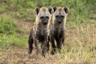 Spotted hyena (Crocuta crocuta), spotted hyena, cubs, two, siblings, alert, curious, together,
