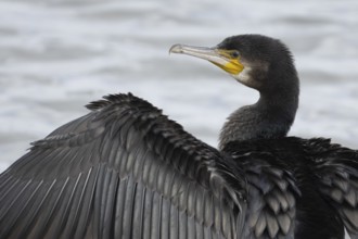 Great cormorant (Phalacrocorax carbo) adult bird drying its wings on a tree branch, Norfolk,