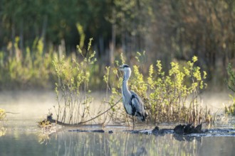 Grey heron (Ardea cinerea), Vulkaneifel, Rhineland-Palatinate, Germany