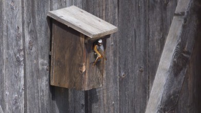 A redstart (Phoenicurus phoenicurus) male in the entrance of a birdhouse and has insects in his