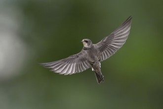 Sand martin (Riparia riparia), in flight, Reussegg nature reserve, Canton Aargau, Switzerland