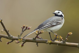 White wagtail (Motacilla alba), adult, adult bird in breeding dress, summer dress, sitting on a