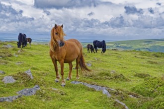 Horses in the grassland around the Top Tor rock hill in Dartmoor National Park in the British