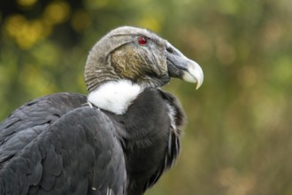 Andean condor (Vultur gryphus), Condor female perched on a rock, Close-up, Cotopaxi national park,