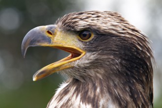 Black chested buzzard, Geranoaetus melanoleucus, Immature female perched on a tree, Open beak,