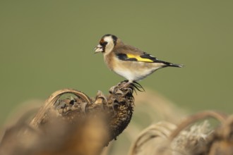 European goldfinch (Carduelis carduelis) adult bird feeding on a sunflower seed head, England,