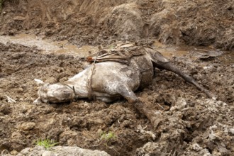 Draft horse, Horse fell and injured while carrying planks down a mountain, Imbabura province,