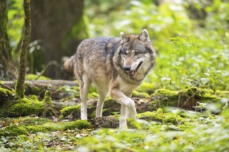 Eurasian wolf (Canis lupus lupus) walking in a forest in autumn, Germany